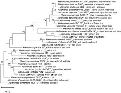 Halomonas gemina sp. nov. and Halomonas llamarensis sp. nov., two siderophore-producing organisms isolated from high-altitude salars of the Atacama Desert